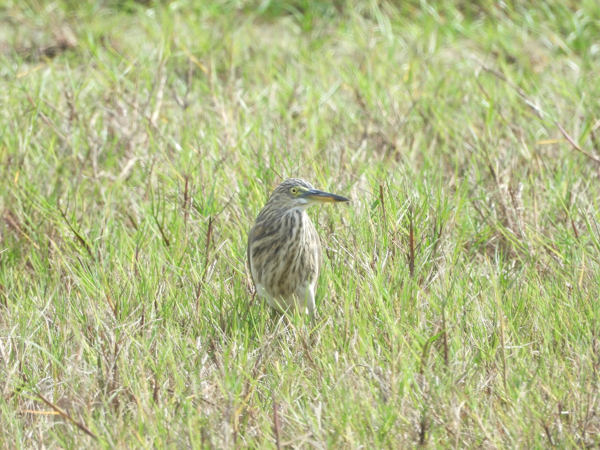 Indian Pond-Heron - ML642380244