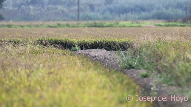 White-tailed Lapwing - ML642380245