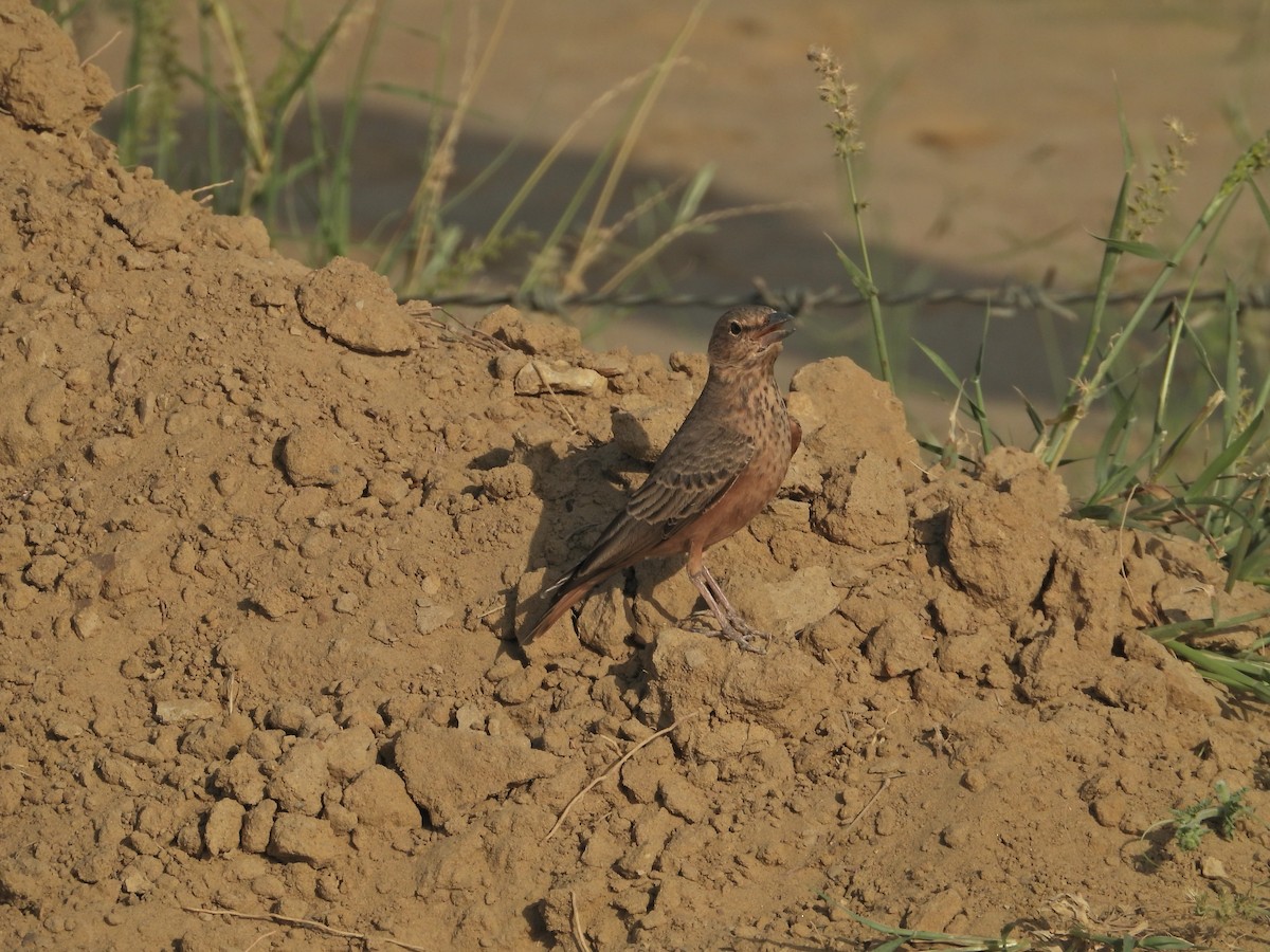 Rufous-tailed Lark - ML642380250