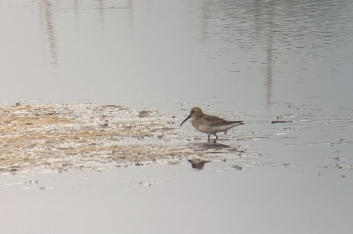 ハマシギ - ML642380251