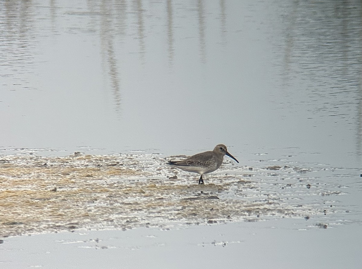 ハマシギ - ML642380252