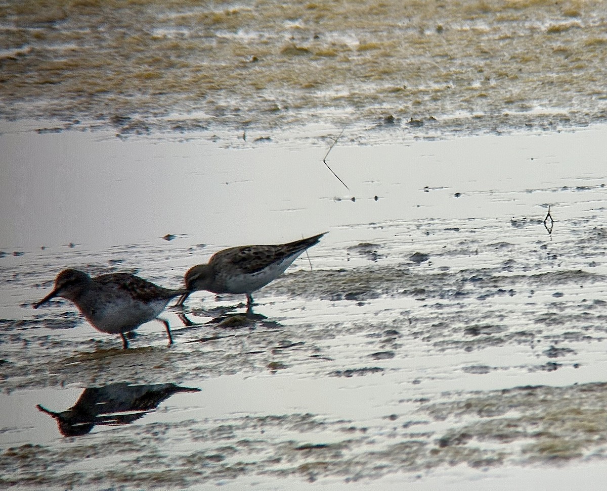 コシジロウズラシギ - ML642380258