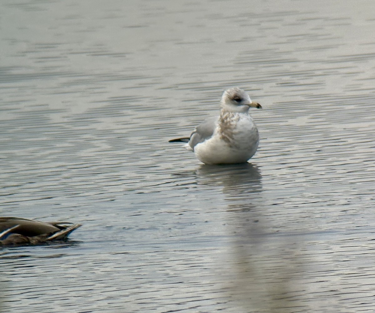 クロワカモメ - ML642380269