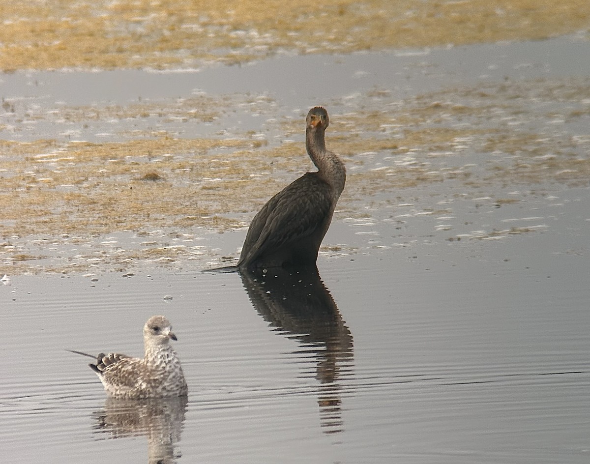 ミミヒメウ - ML642380298