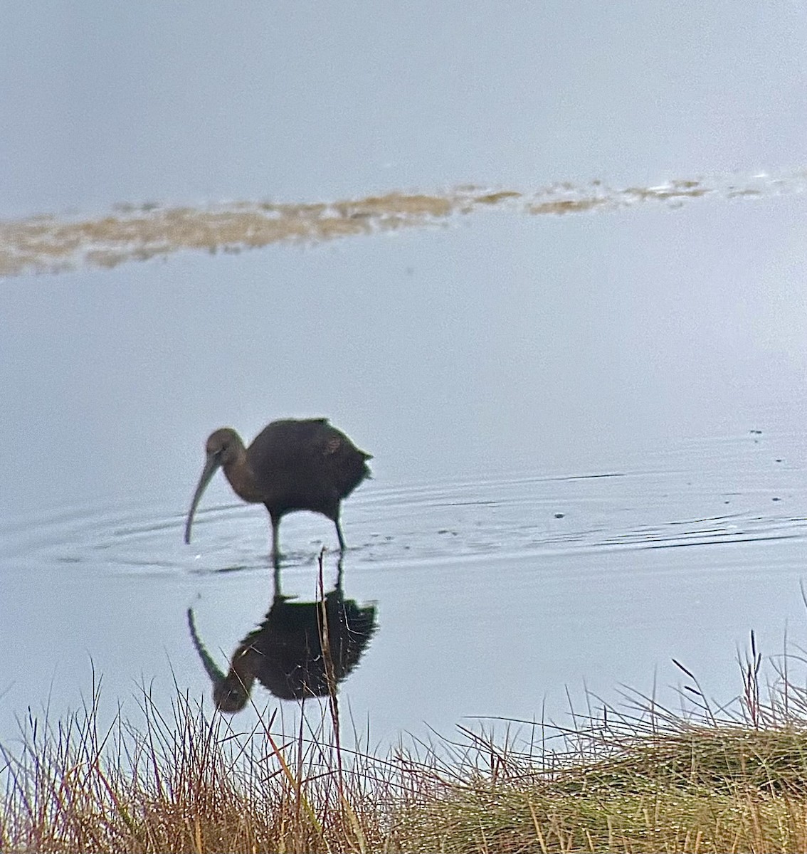 ブロンズトキ - ML642380304