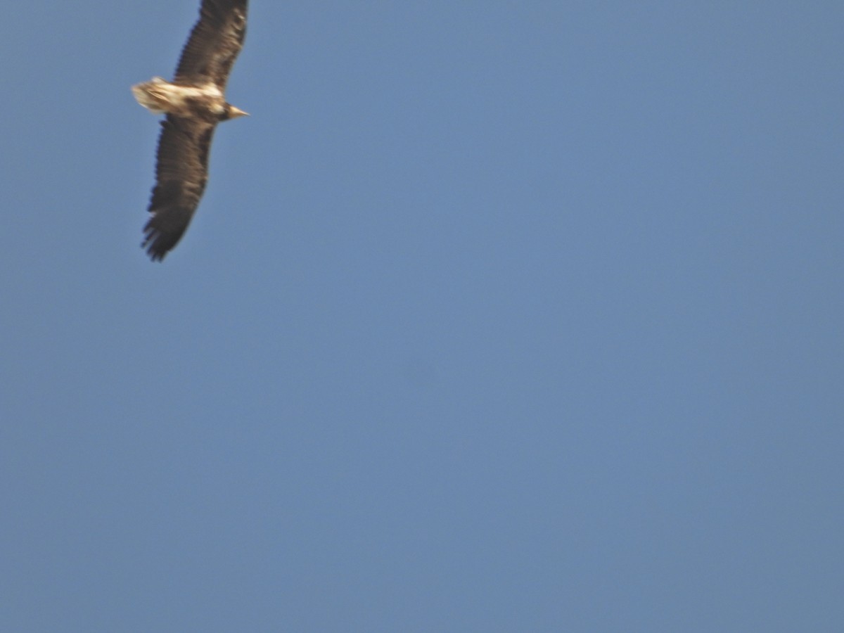 Egyptian Vulture - ML642380305