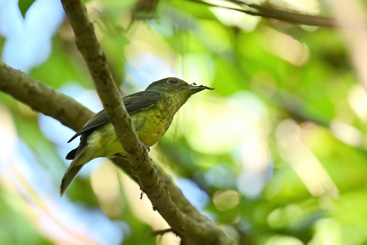 Ryukyu Flycatcher - ML642380333