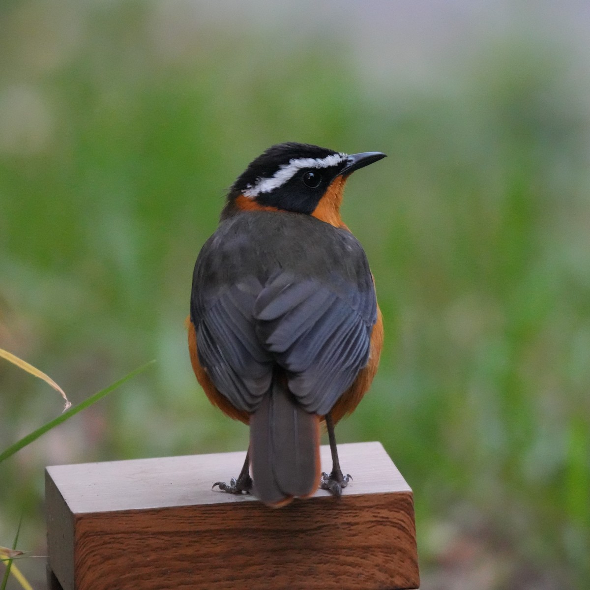 White-browed Robin-Chat - ML642380334