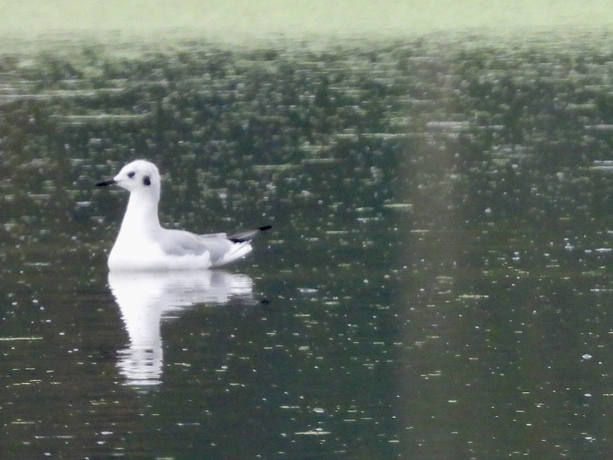 Bonaparte's Gull - ML642380335