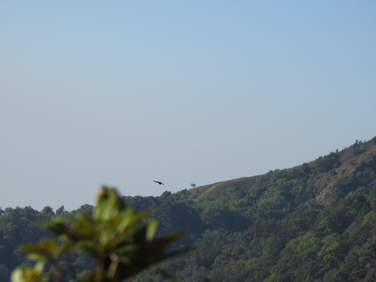 Dusky Crag-Martin - ML642380339