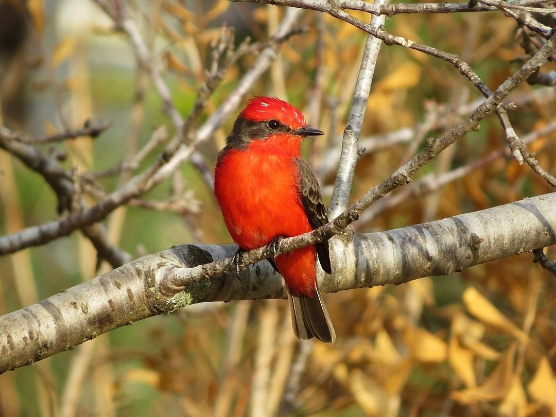 Vermilion Flycatcher - ML642380340