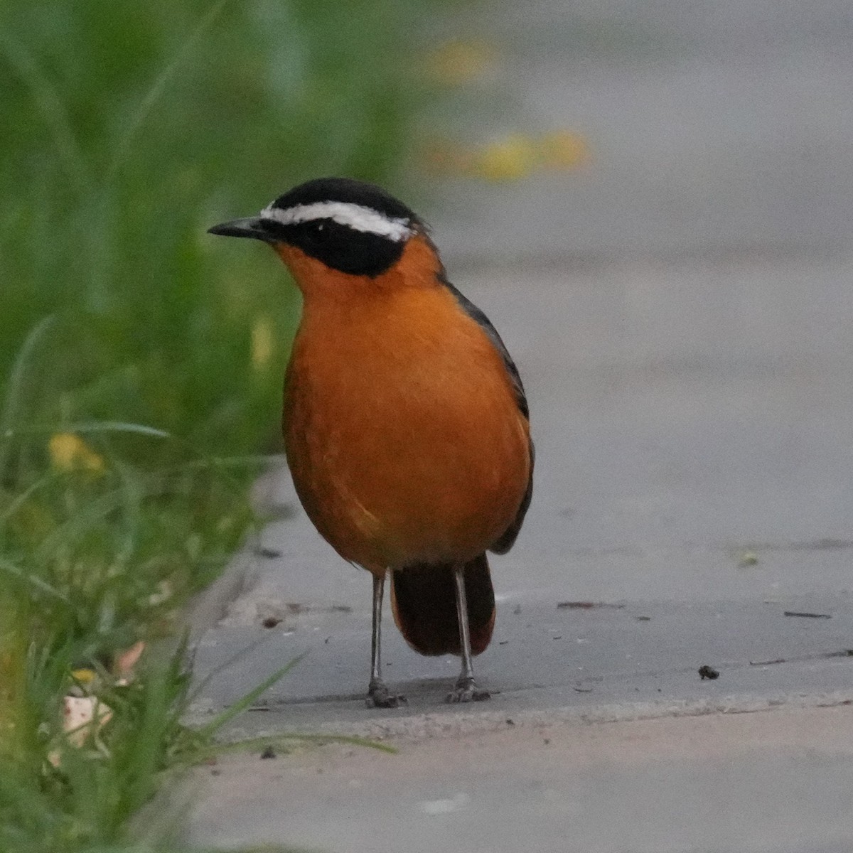 White-browed Robin-Chat - ML642380344
