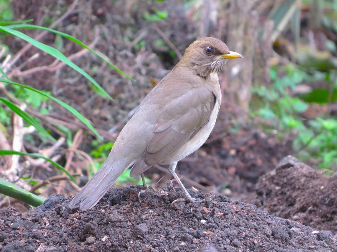 Creamy-bellied Thrush - ML642380345