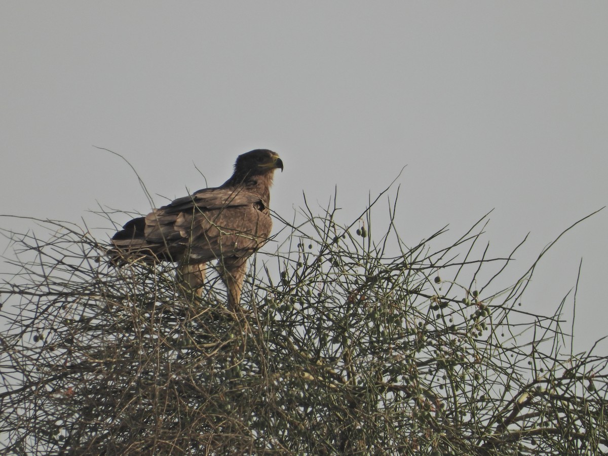 Tawny Eagle - ML642380351