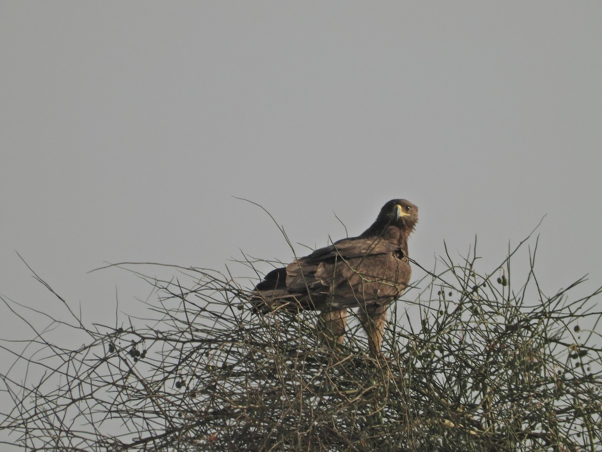 Tawny Eagle - ML642380352