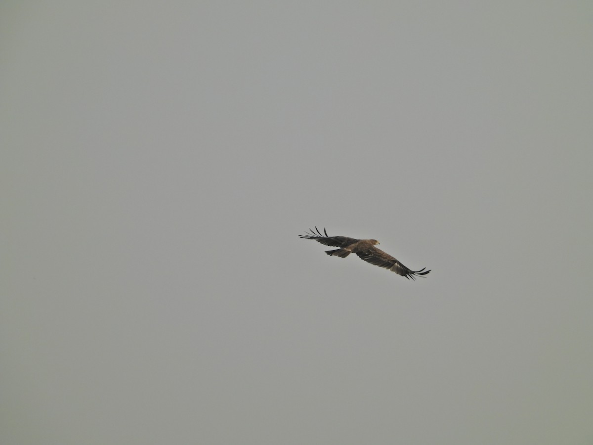 Tawny Eagle - ML642380353