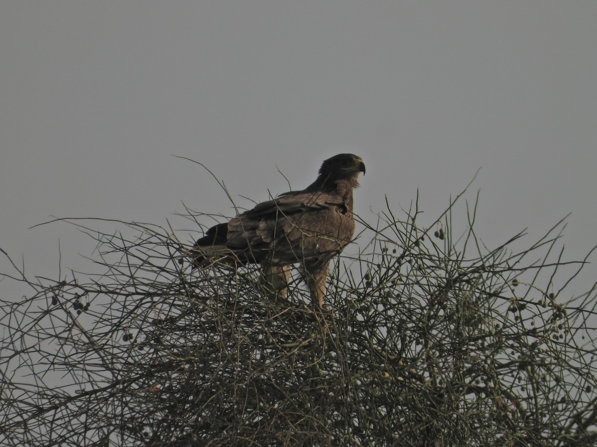 Tawny Eagle - ML642380354