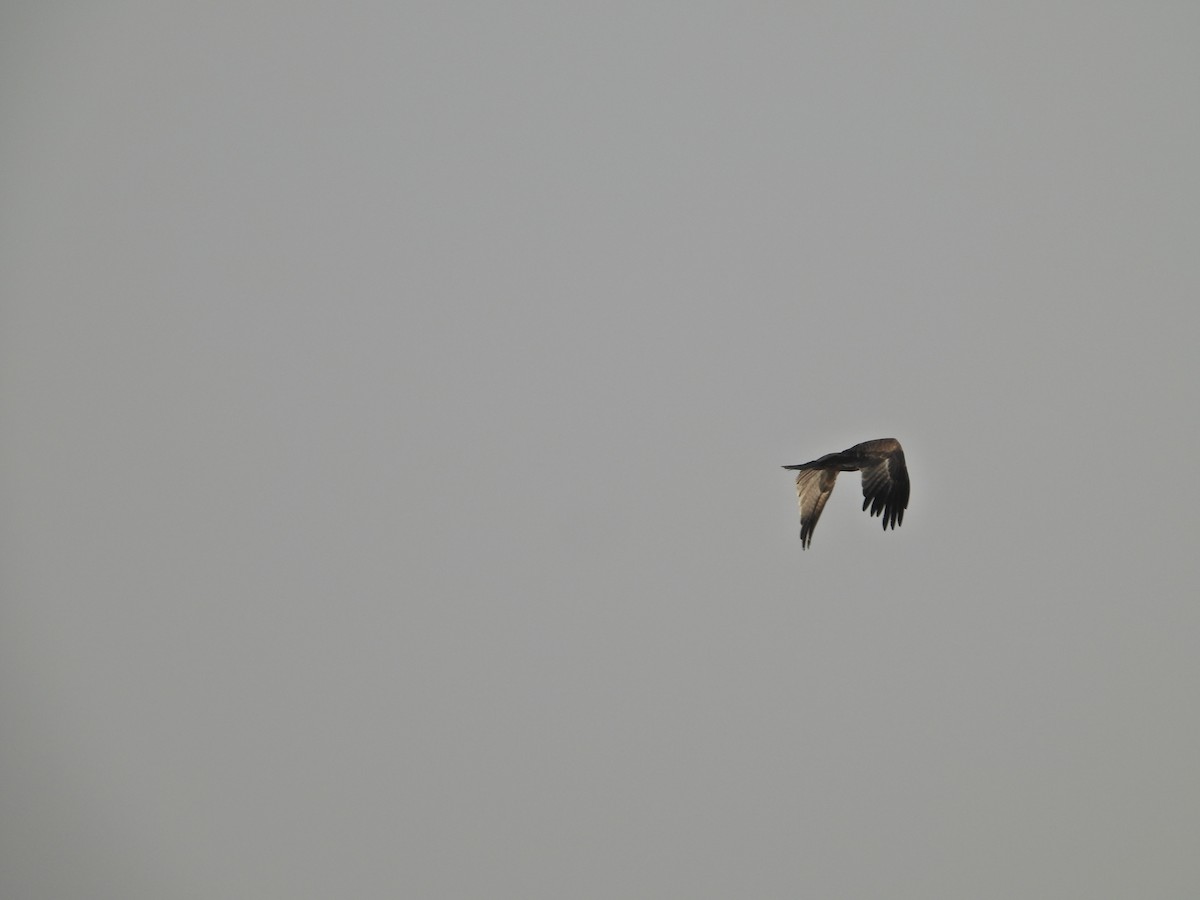 Tawny Eagle - ML642380355
