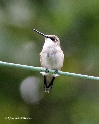 Ruby-throated Hummingbird - ML642380356
