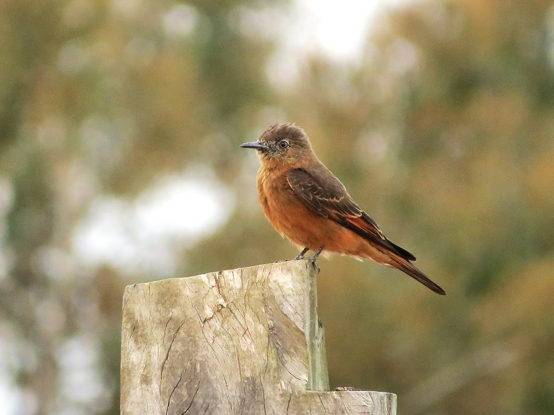 Cliff Flycatcher - ML642380360