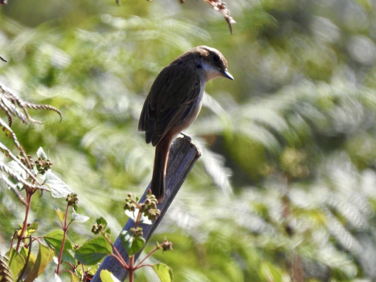 Gray Bushchat - ML642380362