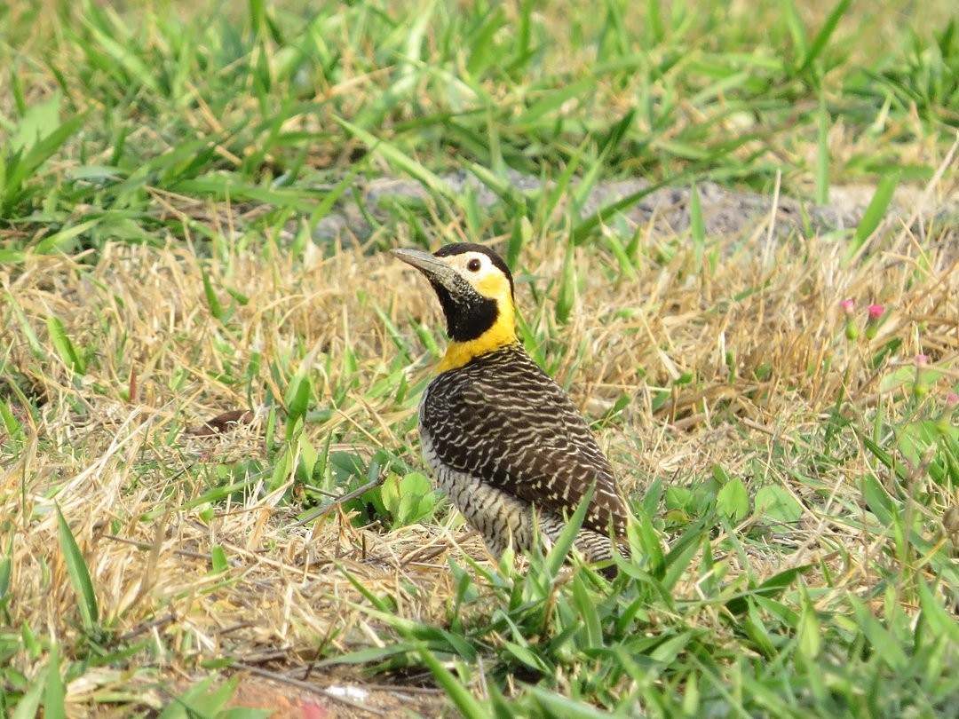 Campo Flicker - ML642380364