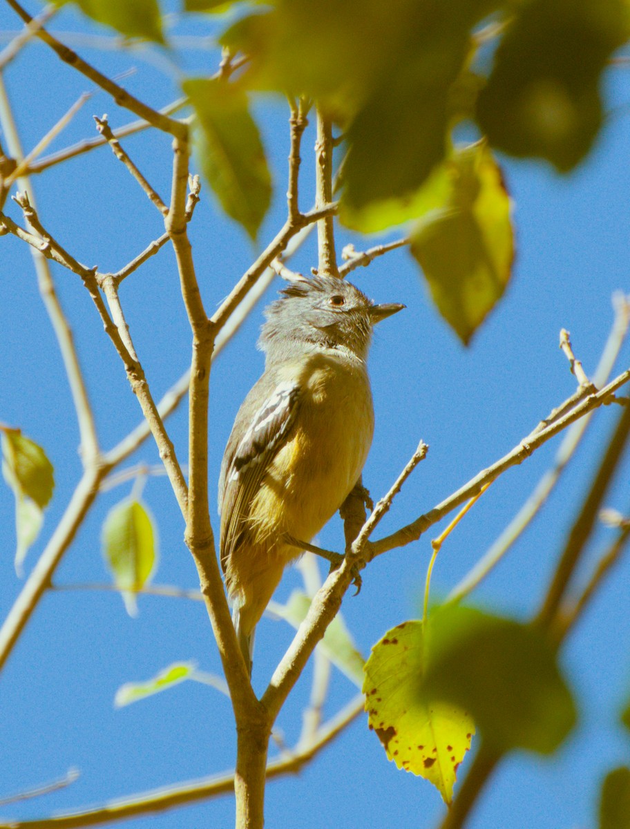 Variable Antshrike - ML642380368