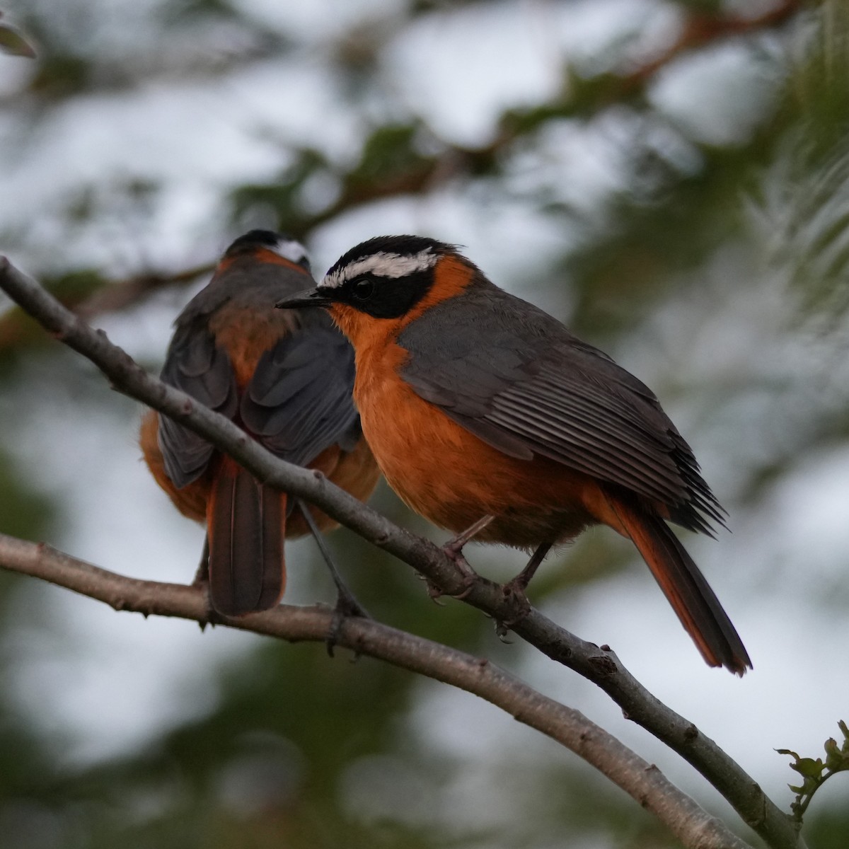 White-browed Robin-Chat - ML642380393