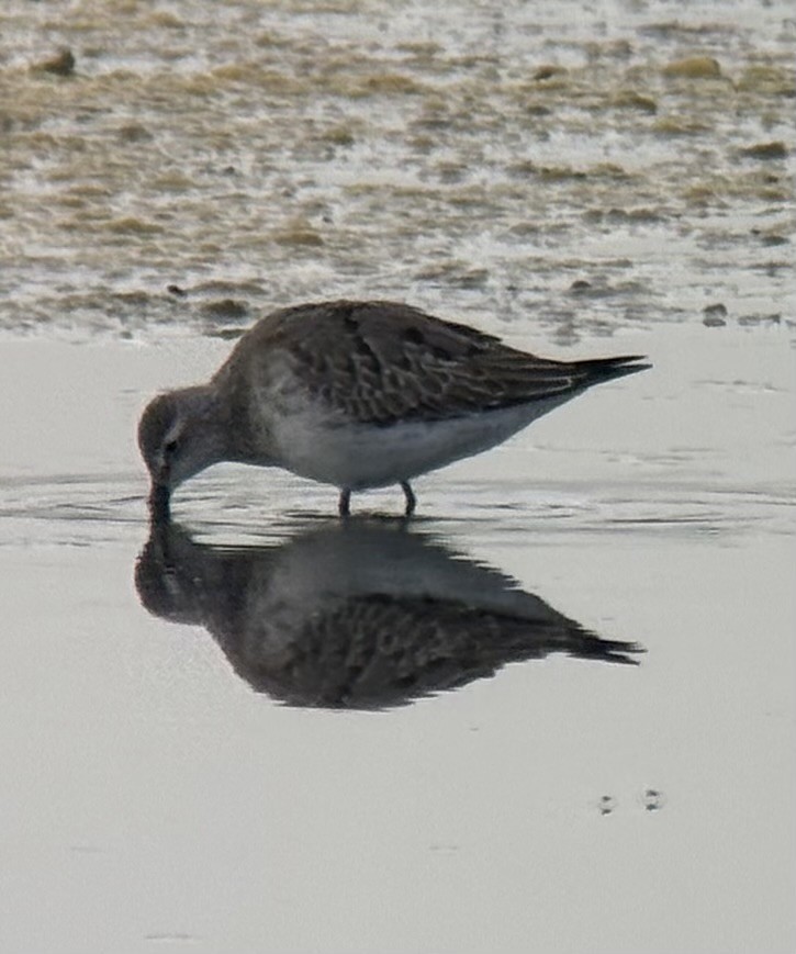 アメリカオオハシシギ - ML642380394