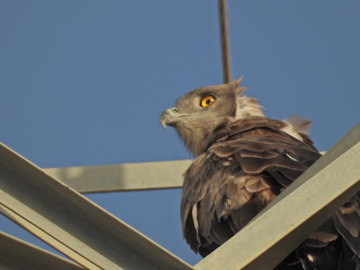 Short-toed Snake-Eagle - ML642380403