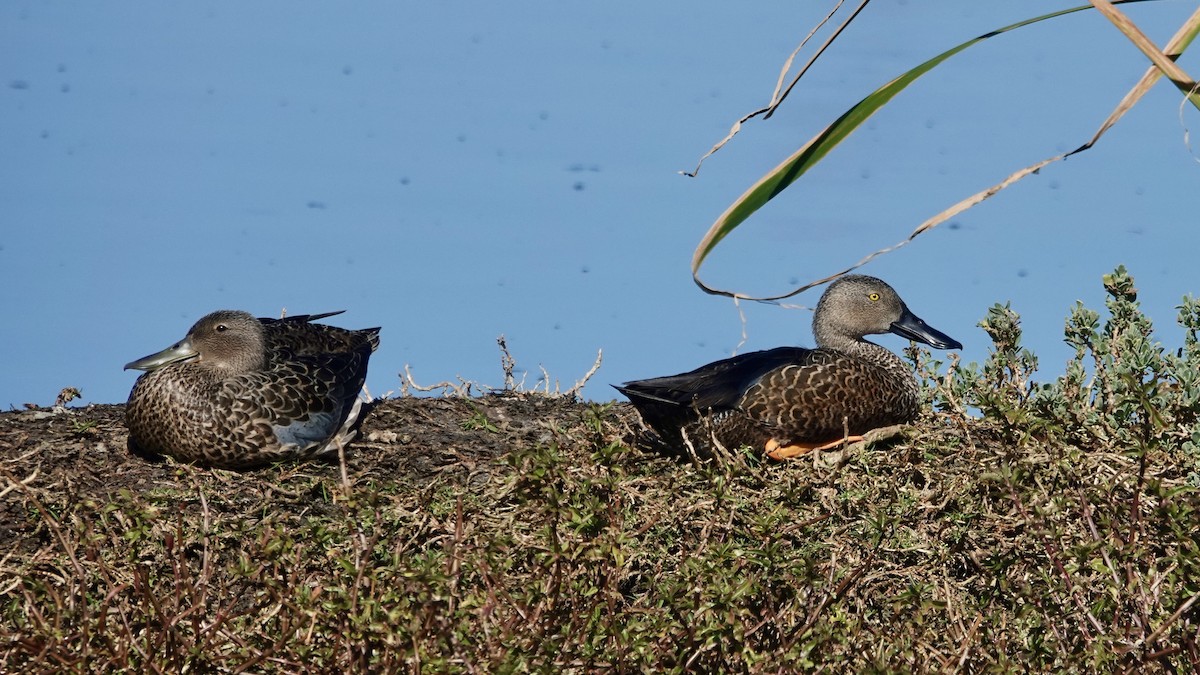 Cape Shoveler - ML642380422