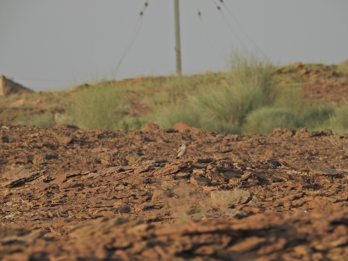 Persian Wheatear - ML642380438