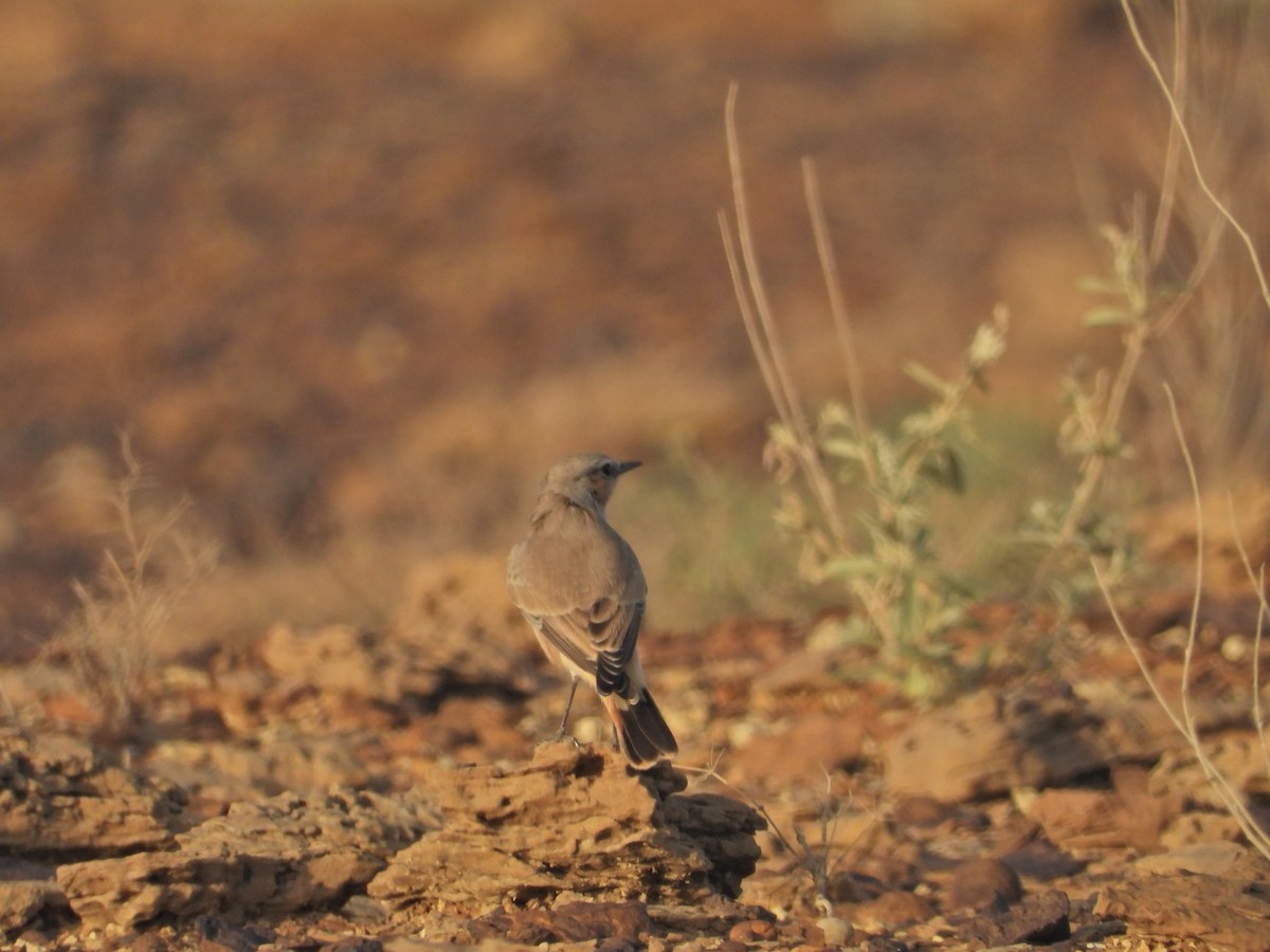 Persian Wheatear - ML642380439