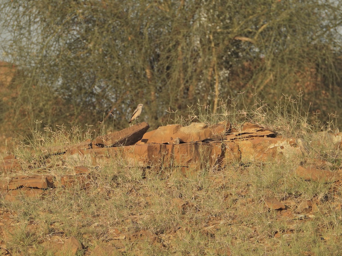 Persian Wheatear - ML642380440