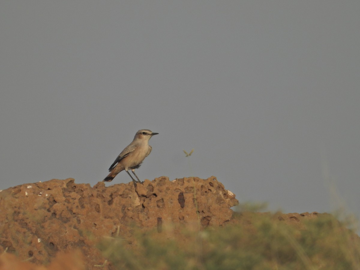Persian Wheatear - ML642380441