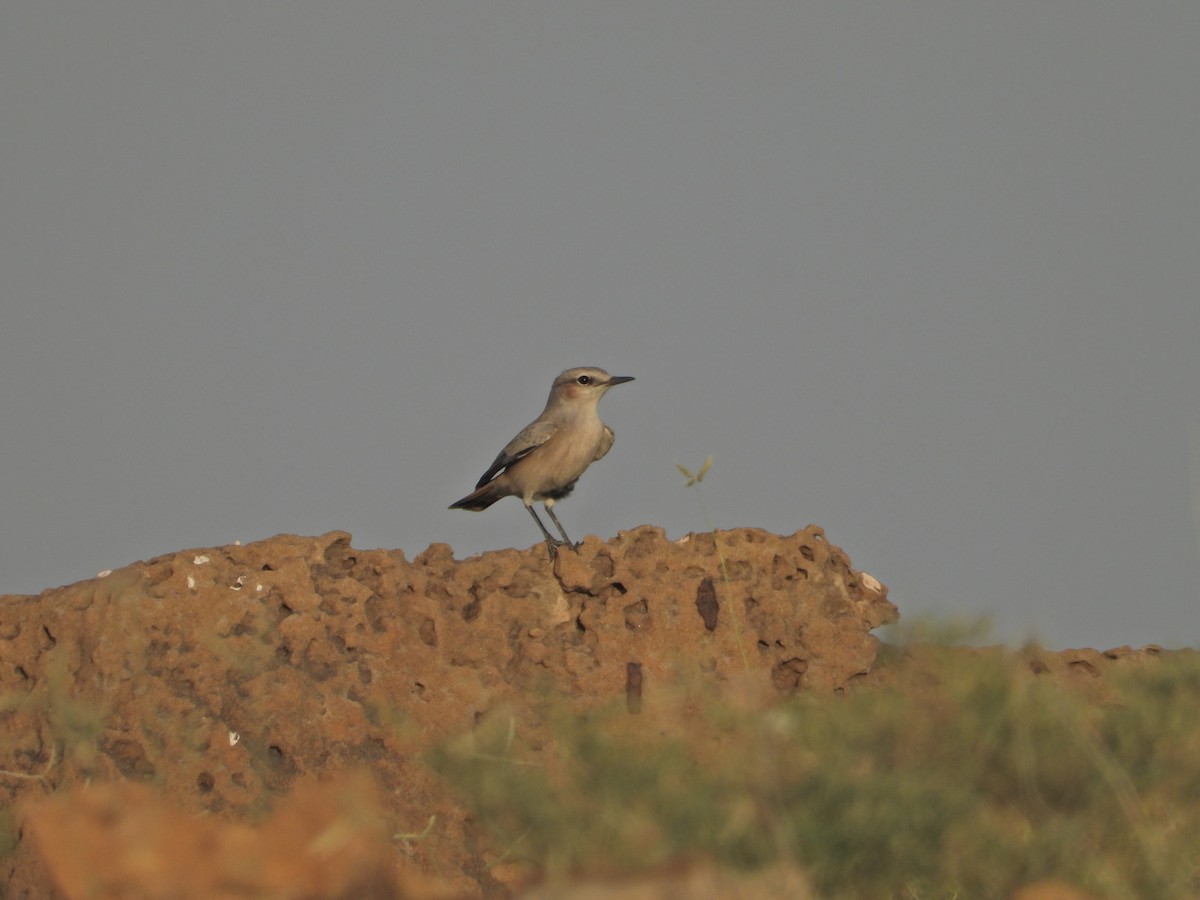 Persian Wheatear - ML642380442