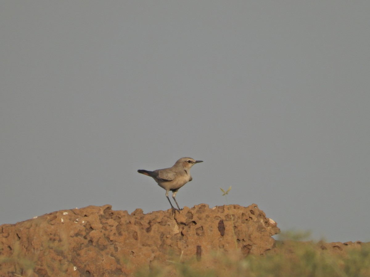 Persian Wheatear - ML642380443