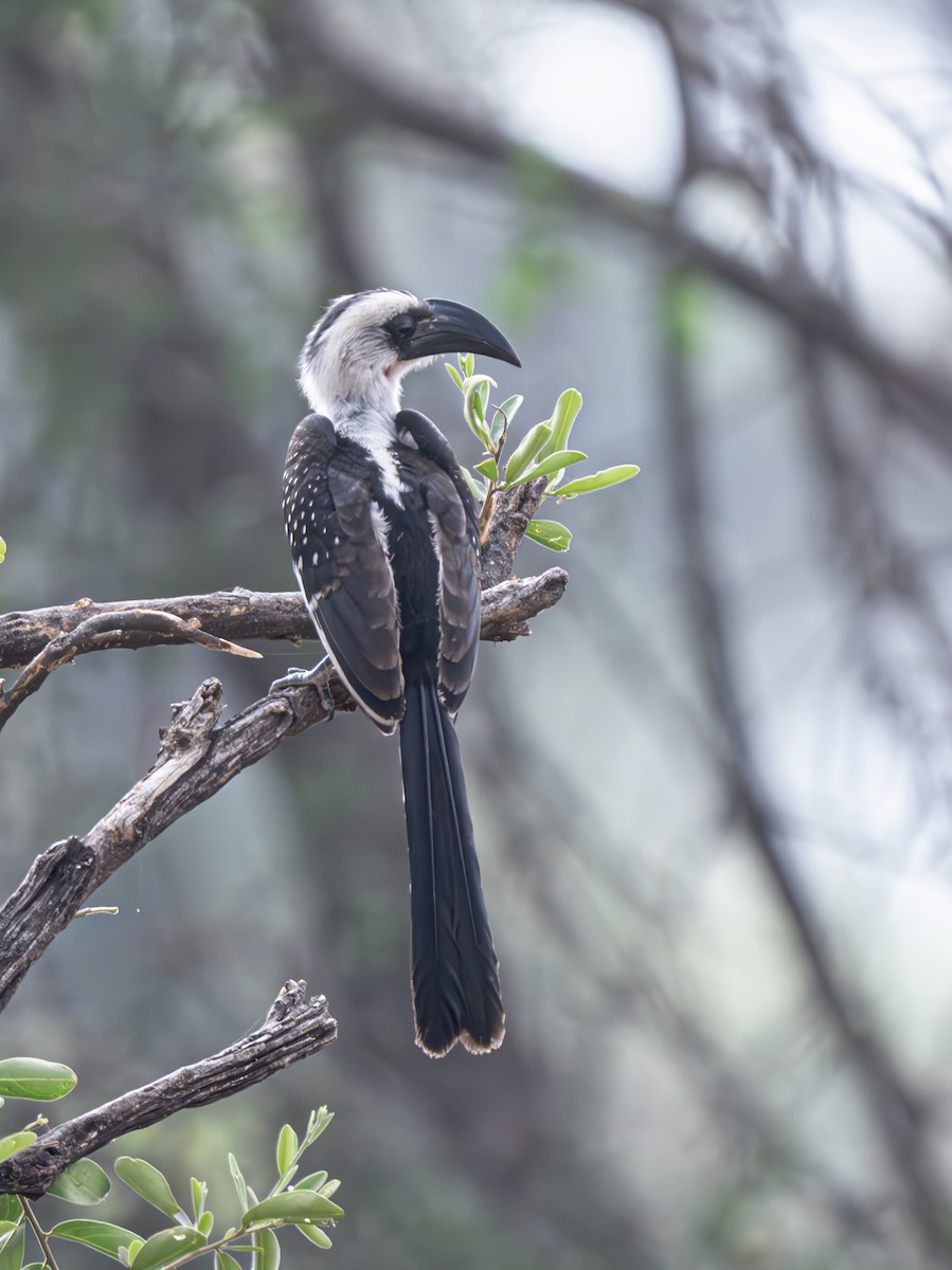 Von der Decken's Hornbill - ML642380444