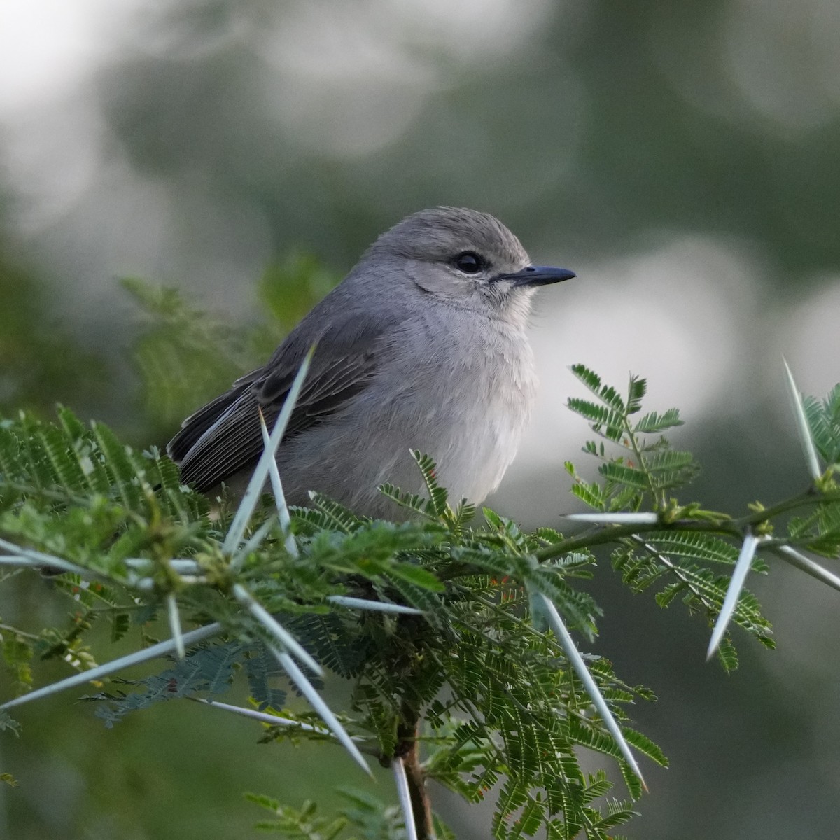 African Gray Flycatcher - ML642380446