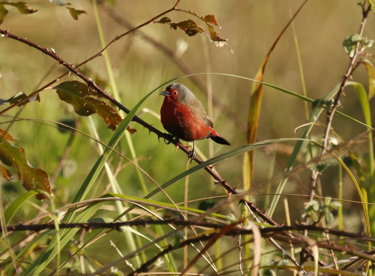 African Firefinch - ML642380464