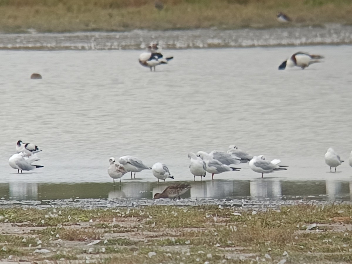 Mouette mélanocéphale - ML642380486