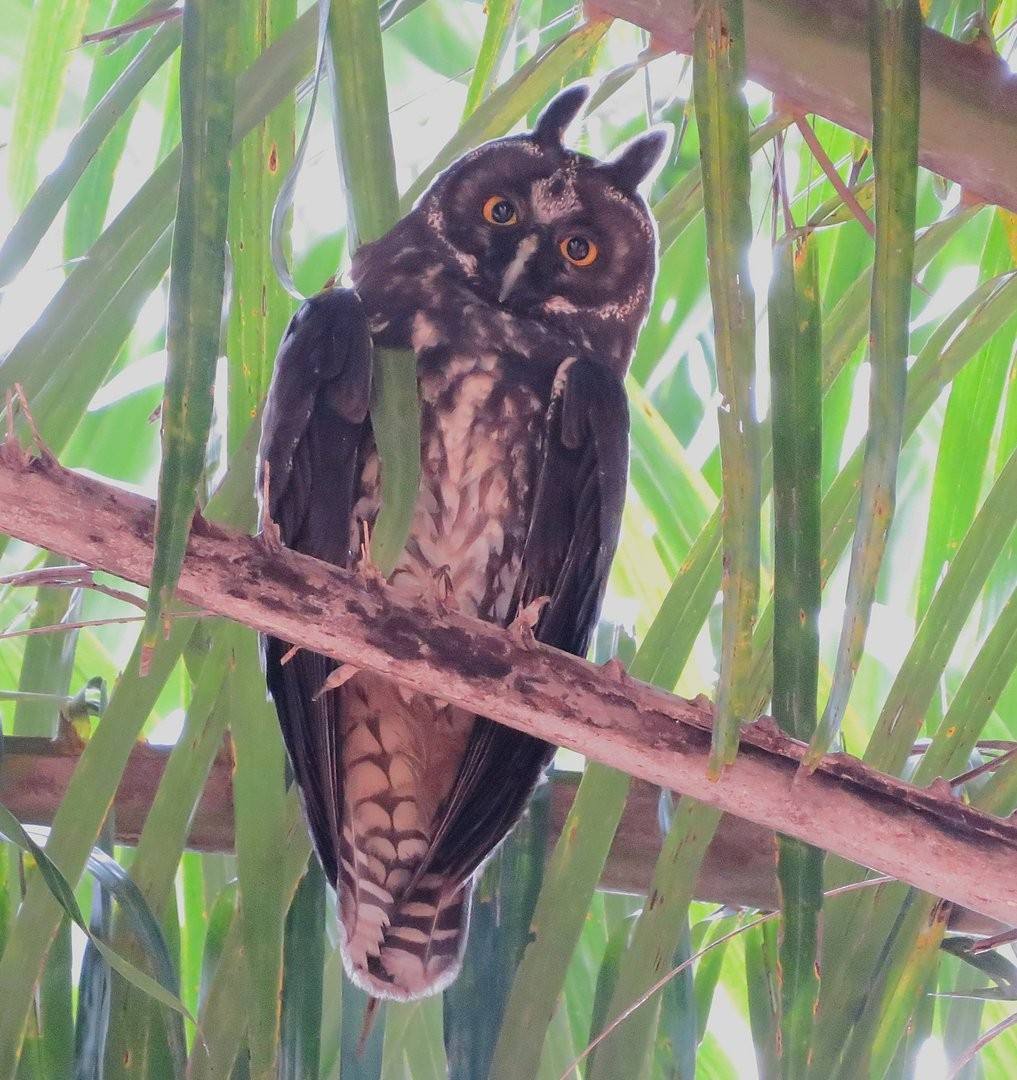 Stygian Owl - ML642380488
