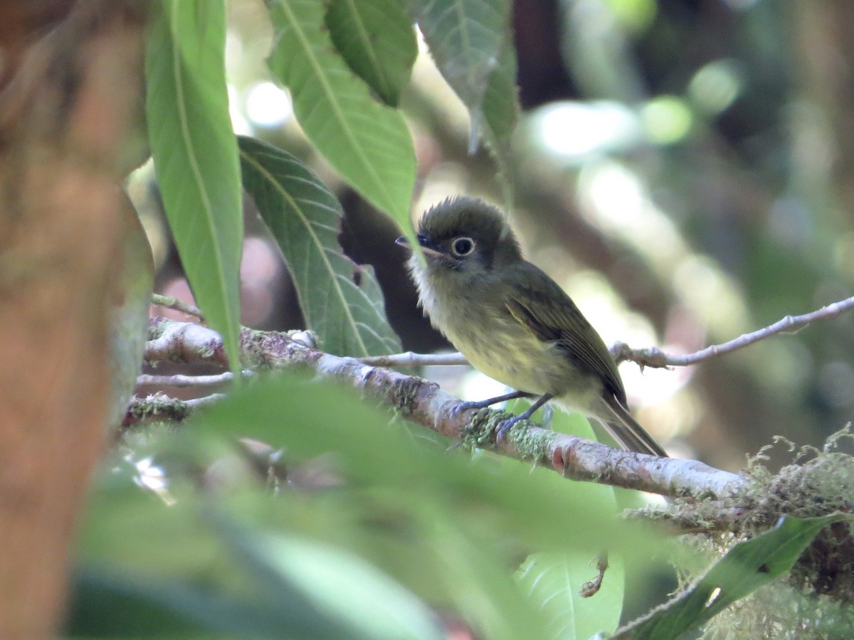 Eye-ringed Flatbill - ML642380491