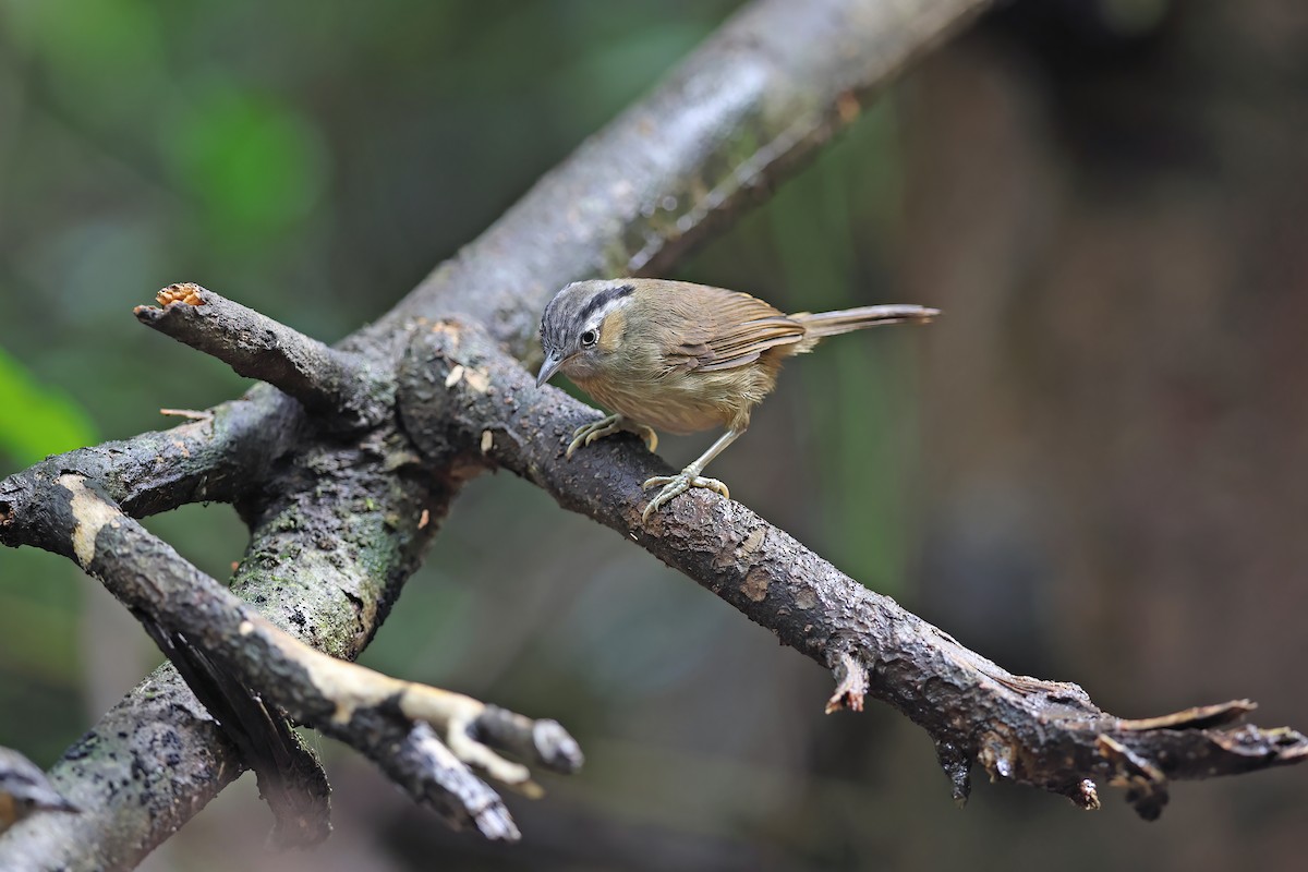 Gray-throated Babbler - ML642380496