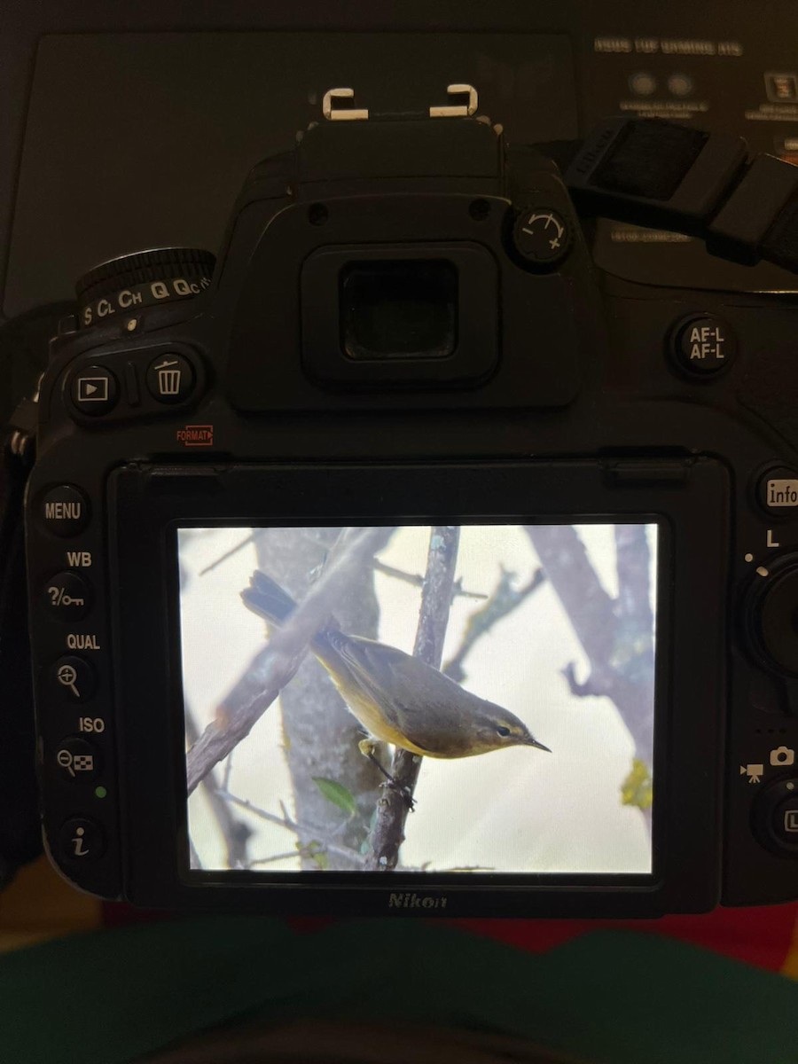 Iberian Chiffchaff - ML642380499