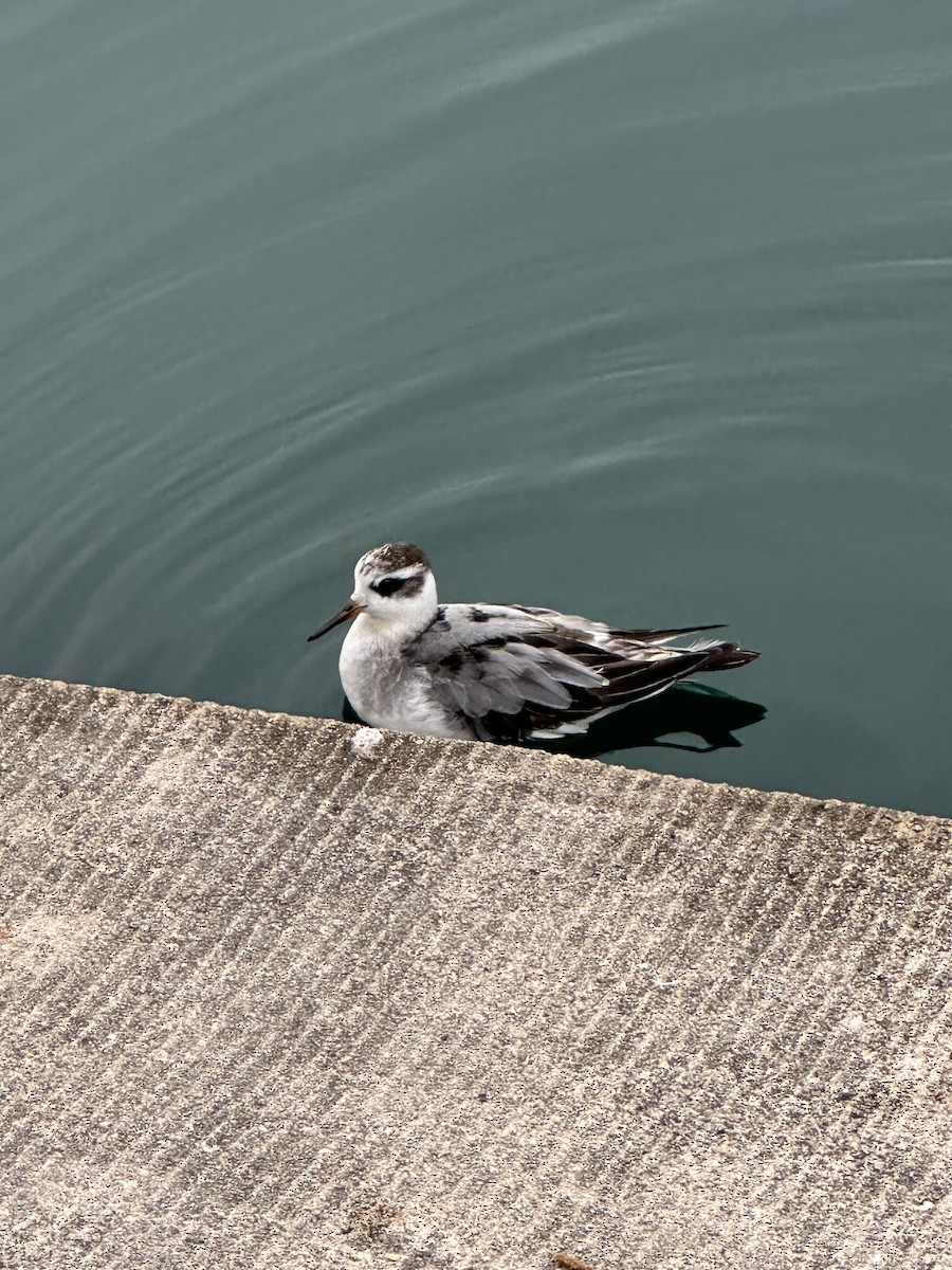 Red Phalarope - ML642380504