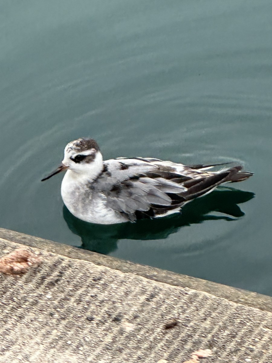 Red Phalarope - ML642380506