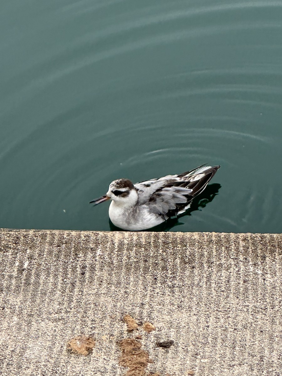 Red Phalarope - ML642380508
