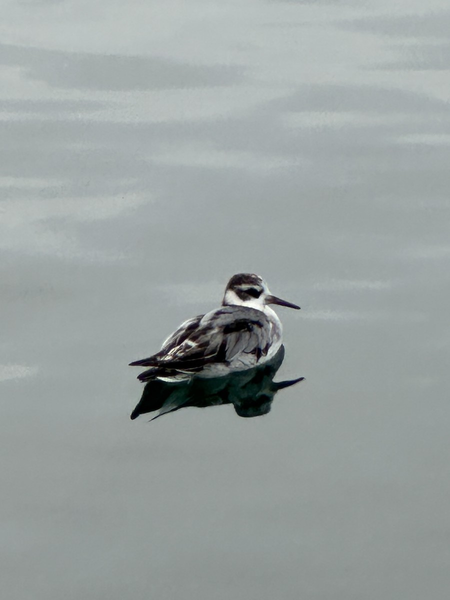 Red Phalarope - ML642380512