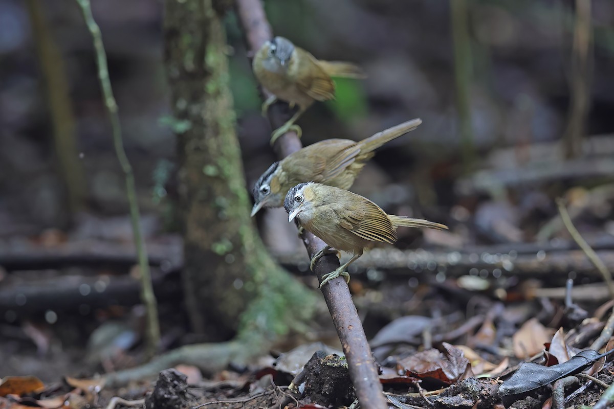 Gray-throated Babbler - ML642380513